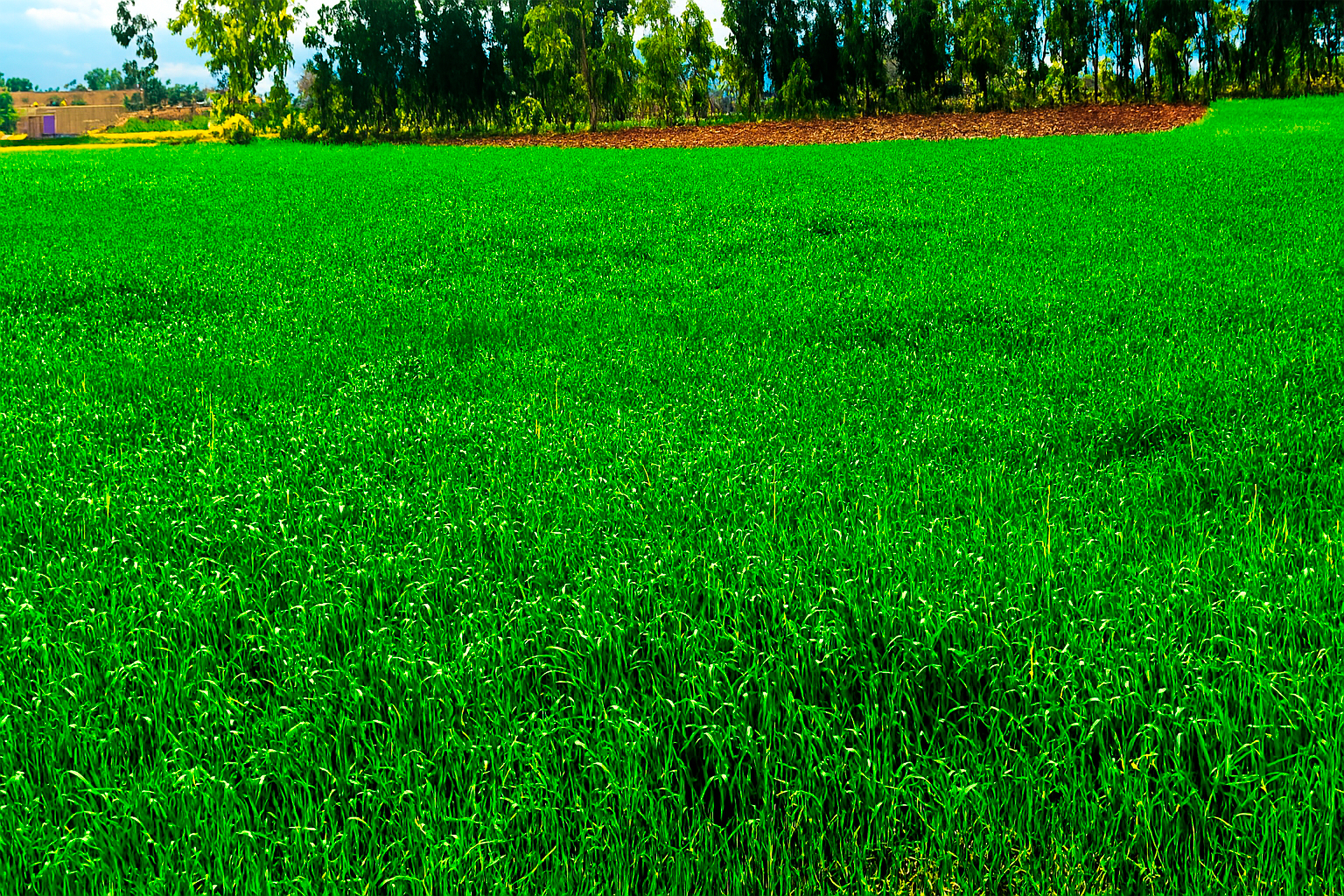 Productos naturales frescos