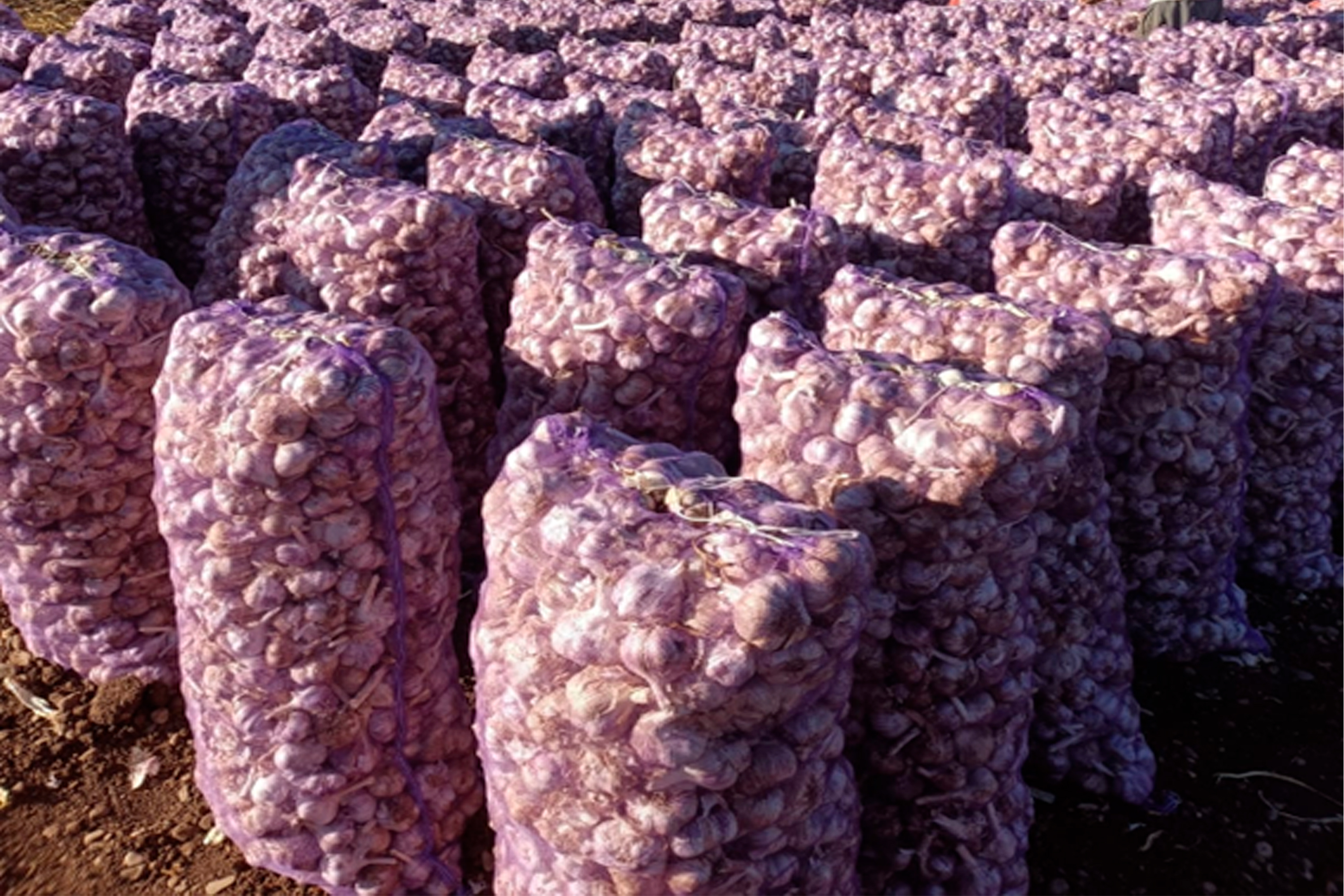 Jengibre Rojo Tailandés